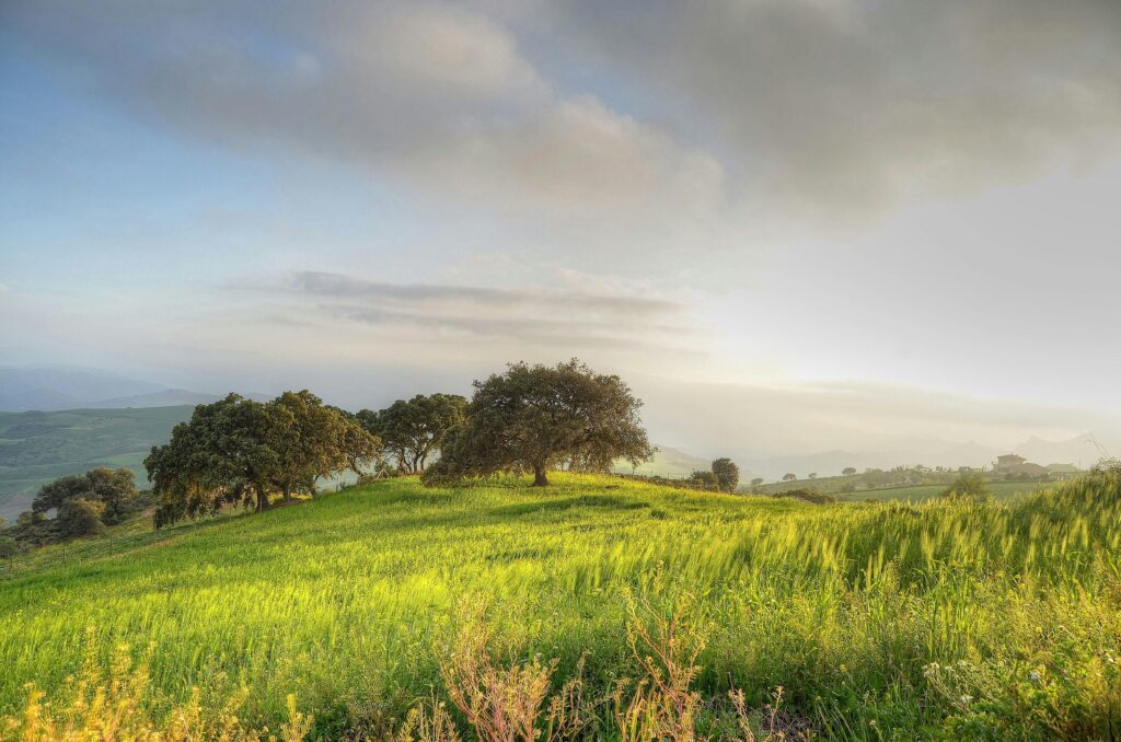 Beautiful rural landscape with trees and green grass under a cloudy sky.